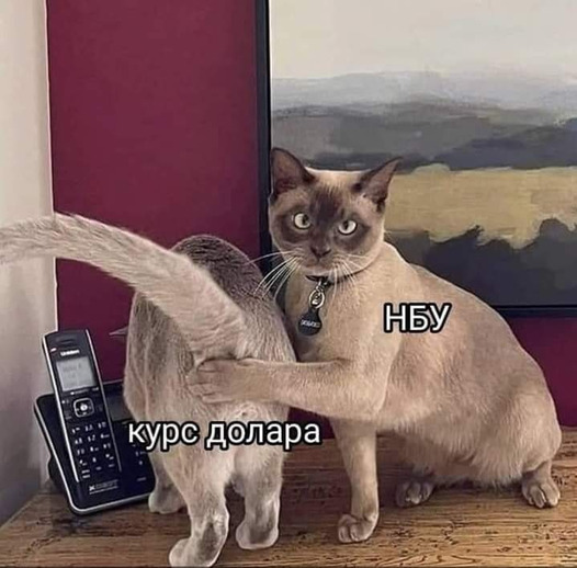 Не дивись на курс! ФОТОжаби на заборону виставляти на вулиці курс валют. 05