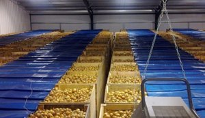 Кабмін запускає грантову програму на будівництво овоче- та фруктосховищ