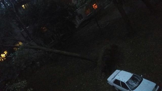 Toppled trees and damaged cars: State Emergency Service liquidating storm aftermath in Lviv and region 10