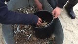 браконьеры сети
