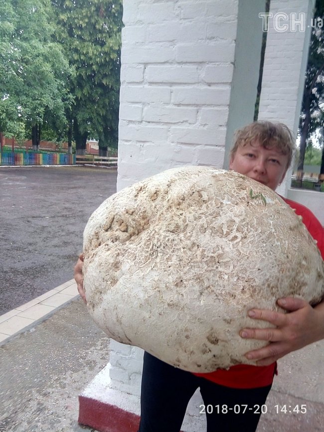Гриб-рекордсмен вагою майже 18 кілограмів знайшли на Київщині 03