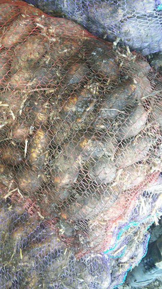 армия еда картошка питание