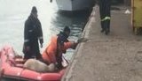 14 тисяч овець потонули в Чорному морі. ВІДЕО+ФОТОрепортаж