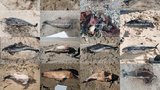 Возле берегов Евпатории массово гибнут дельфины. ФОТОрепортаж