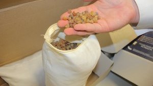 Разрешения на добычу янтаря впервые продали на Ривненщине