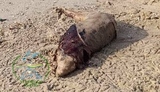 На побережье Одесской области обнаружили ещё семь мёртвых дельфинов