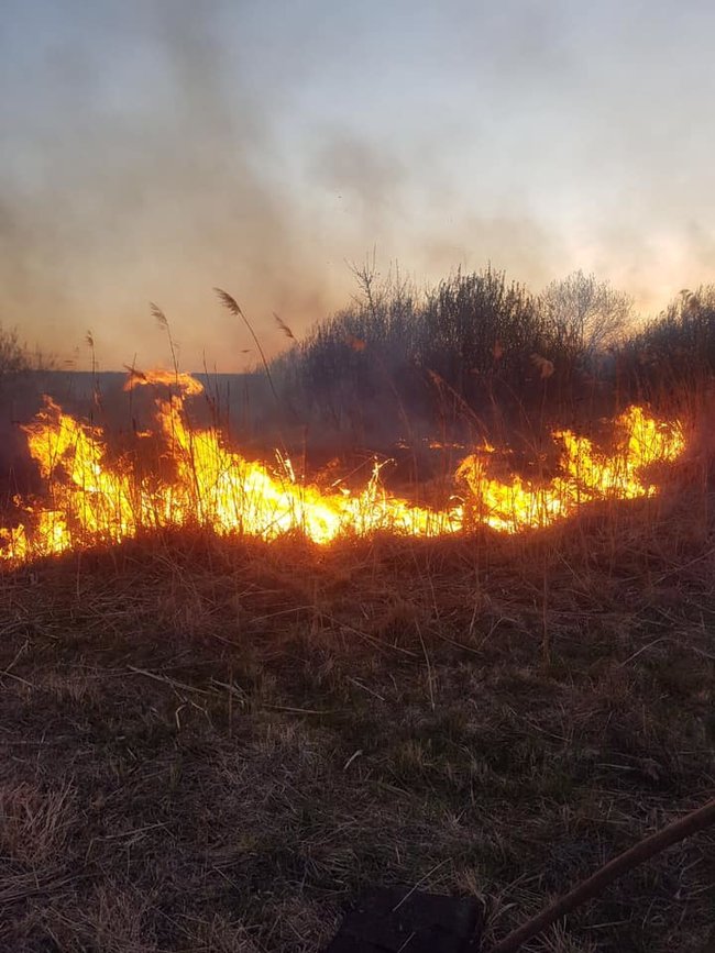 На Тернопольщине сгорел орнитологический заказник, - ГСЧС 03