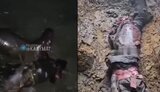 без,ноги,ахмати