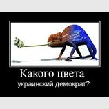 Какого цвета украинский демократ?