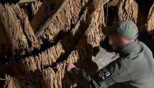 Разоблачен масштабный табачный бизнес: изъята почти тонна сырья и готовых сигарет. ВИДЕО+ФОТО