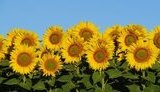 Євросоюз відкриє свій ринок для насіння олійних культур і буряку з України