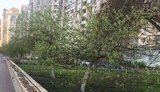 Лавочки і парапети Оболонської набережної в Києві вимазали солідолом для захисту від галасливих компаній. ФОТО