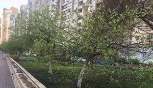 Лавочки і парапети Оболонської набережної в Києві вимазали солідолом для захисту від галасливих компаній. ФОТО