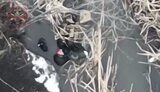 окупант