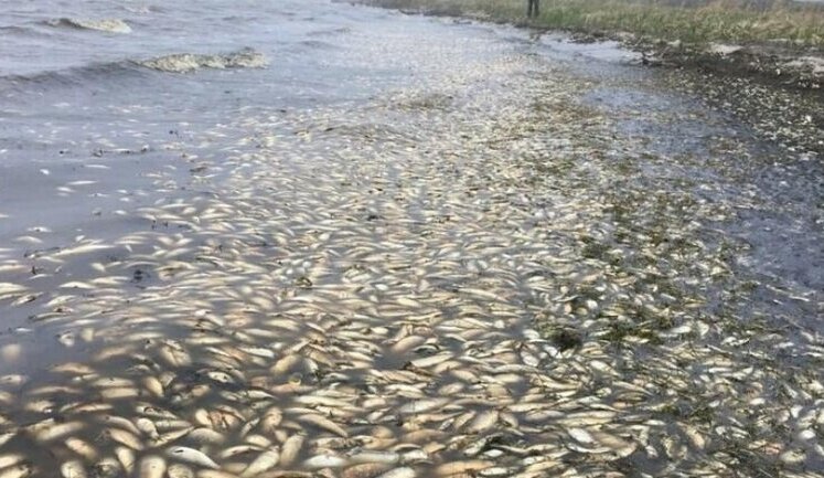 Відбулися перші тендери Держрибагентства на зариблення: успішними були лише 2 з 5