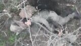 росіянин застрелився на полі бою