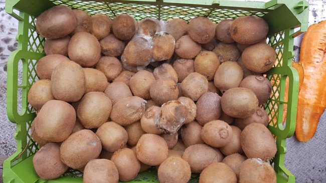 Компанія Військсервіс Волонтер поставляє в ЗСУ тухле мясо і гнилі овочі та фрукти, - депутатка Голосу Бобровська (доповнено) 08