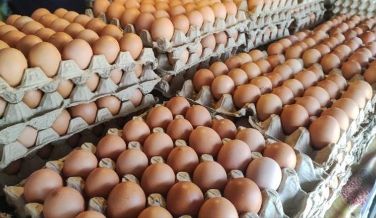 Виторг від експорту українських яєць у січні-лютому зріс майже у 2 рази: хто найбільші імпортери?