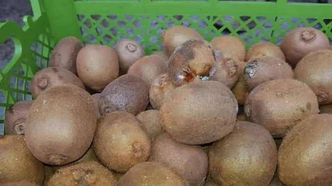 Компанія Військсервіс Волонтер поставляє в ЗСУ тухле мясо і гнилі овочі та фрукти, - депутатка Голосу Бобровська (доповнено) 03