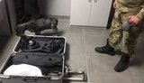 В Одесском аэропорту задержан наркокурьер-иностранец с 4 кг кокаина на сумму 400 тыс. долларов США, - СБУ. ВИДЕО+ФОТО