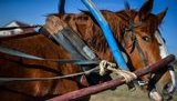 Підвода з дітьми перекинулася на Миколаївщині: загинула 2-річна дівчинка, її брат у важкому стані