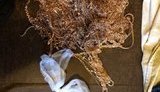 Шесть иностранцев, подозреваемых в ограблении ювелирного магазина в Кривом Роге, задержаны на Харьковщине. Изъято 1,5 кг золота, - Аброськин. ФОТОрепортаж