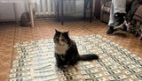 Зловмисниця обіцяла за $22 тис. допомогти уникнути призову на службу
