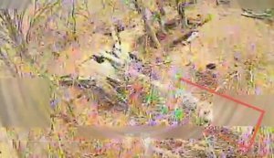 Десантники 79-й бригады разгромили две вражеские гаубицы "Д-30" под Мирноградом. ВИДЕО