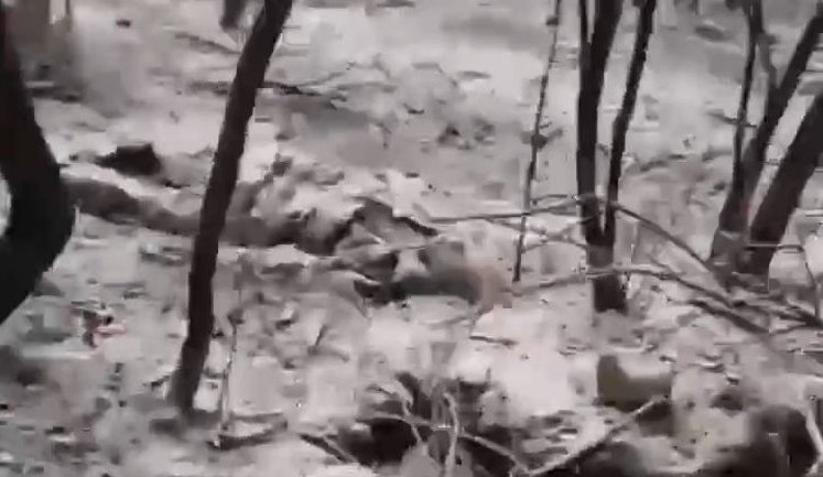 Росіянин фільмує тіла своїх ліквідованих поплічників: "Корейцы лучше бы дохли, но х#й там, дохнем мы". ВIДЕО