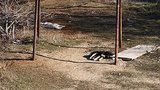 Бойня на улицах Севастополя. ФОТО