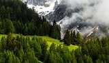 President: Systemic deforestation in the Carpathians stopped