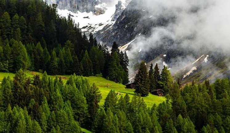 Зеленский: "Мы поставили перед собой амбициозную цель - за 10 лет увеличить площадь лесов на 1 млн гектаров"