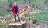 парк лес вырубка дубы