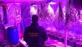 Мужчина на Киевщине выращивал в подвале дома коноплю, изъяли "продукта" на 8 млн грн, - Нацполиция. ВИДЕО+ФОТОрепортаж