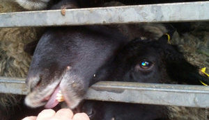 В порту Черноморска "застряла" отара из 300 овец: их не могут ни отправить хозяйке, ни отпустить, ни убить. ФОТО