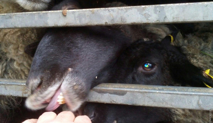 В порту Черноморска "застряла" отара из 300 овец: их не могут ни отправить хозяйке, ни отпустить, ни убить. ФОТО