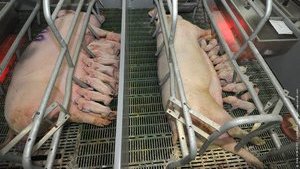 Цены на свинину в Украине за год выросли на 40%