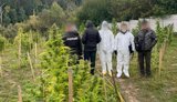 Люди вирощували коноплі, виготовляли канабіс та збували його клієнтам