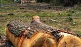 Інформація про вирубку дерев технікою для ЗСУ на Теремках не відповідає дійсності, - КМДА. ФОТО