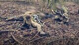 ССО нищить ворога на Курщині