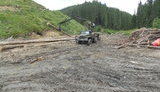 лес карпаты вырубка