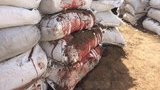 Українські воїни знищили комбата спецназу ЗС РФ Олега Мамієва в ефірі російського ТБ. ВIДЕО
