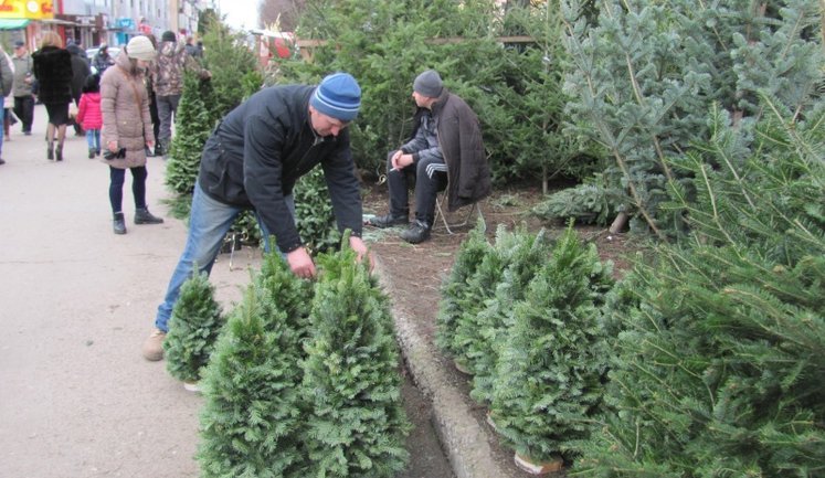 В Україні втричі підняли штрафи за незаконну вирубку ялинок перед святами