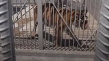 Під час обшуку в депутата Вірменії Григоряна виявили речі, зібрані населенням для армії: їжею, яку відсилали солдатам, він годував тварин у своєму зоопарку. ВIДЕО