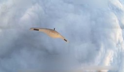 Бійці бригади Форпост знищили ворожий БпЛА в повітрі над позиціями Сил оборони