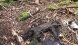 Бійці 2 окремого загону показали залишки мертвих окупантів після бою