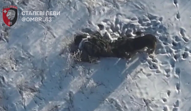 На Лиманщині завівся пес, який їсть тіла окупантів, що розкидані на різних позиціях. ВIДЕО