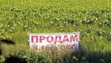 земля,рынок,поля,земли,сельское,хозяйство,сх,с/х