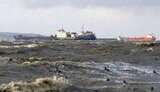 Из-за разлившегося в акватории морпорта мазута уже начали гибнуть птицы