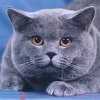 Владимир Беловеж